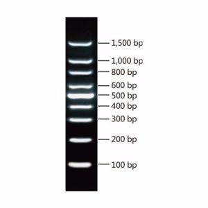 100bp Ladder